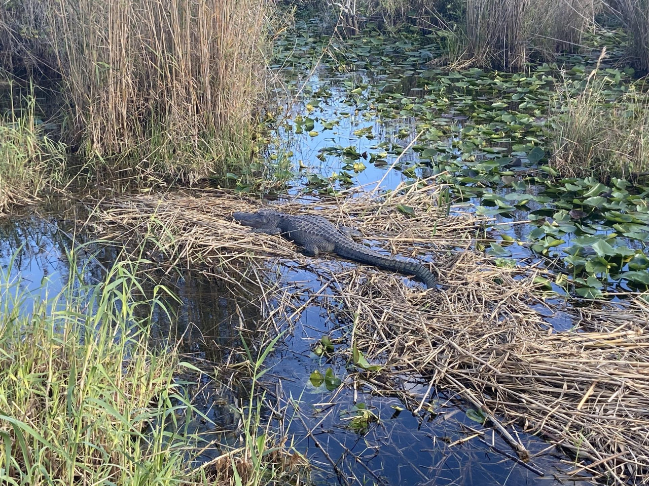 An alligator basking in the sun in the Everglades nation park.