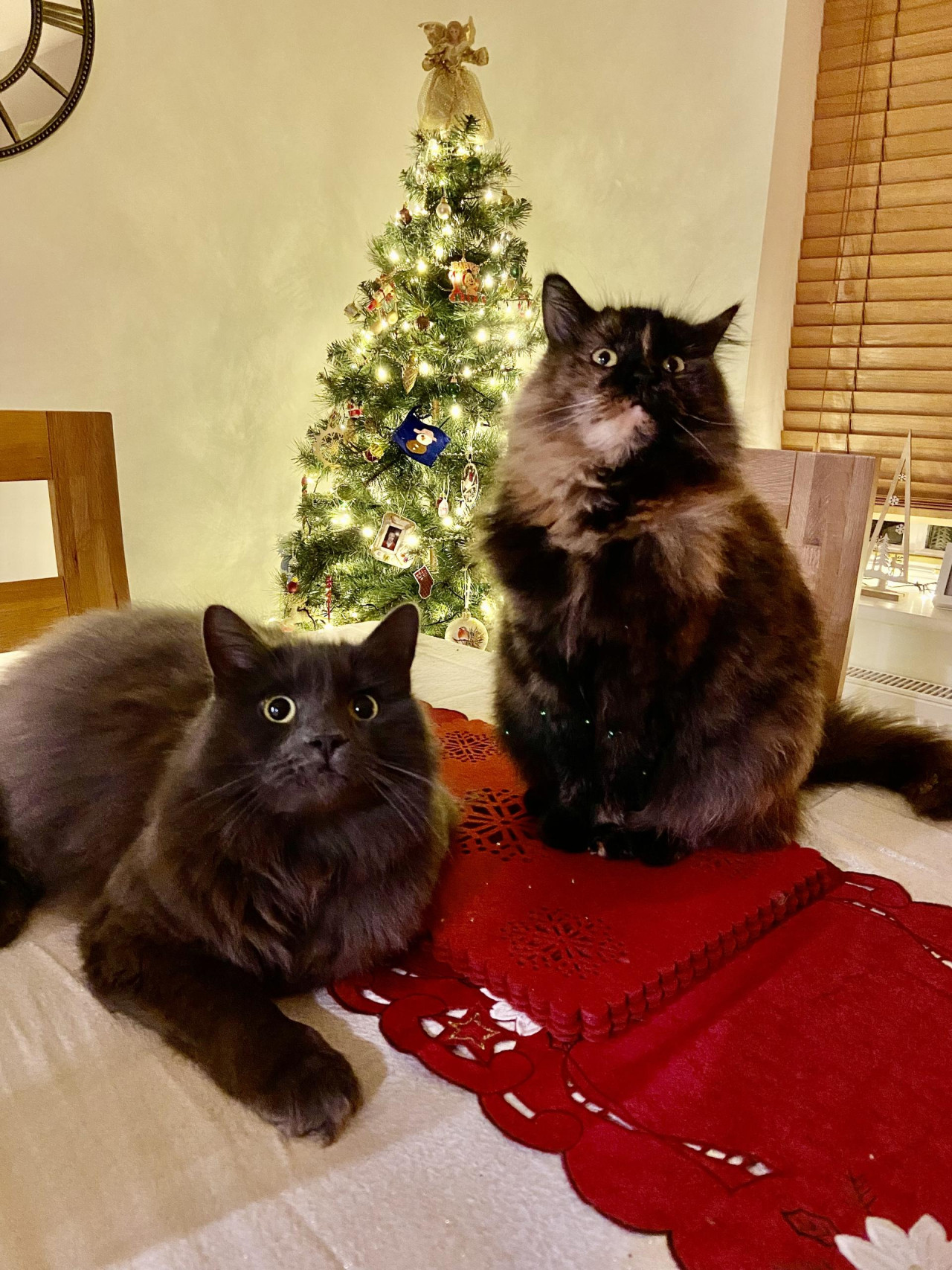 Our 2 cats sat on our dining table and waiting for Christmas dinner!